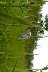 Plebejus argyrognomon