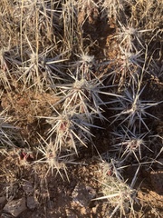 Grusonia clavata