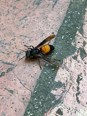Vespa affinis