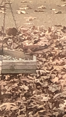 Haemorhous purpureus