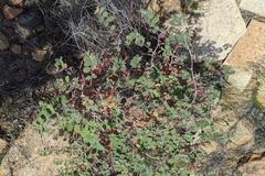 Euphorbia tomentulosa