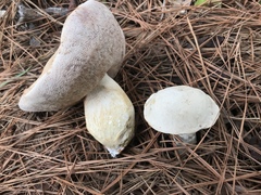 Tylopilus rhoadsiae