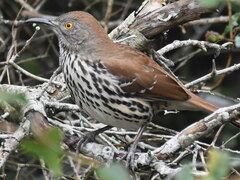 Toxostoma longirostre