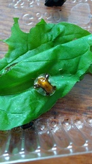 Syngambria