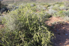 Searsia longispina