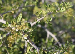 Searsia longispina