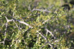 Searsia longispina