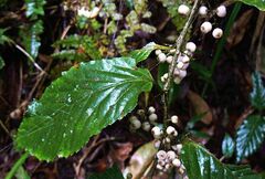 Maesa japonica