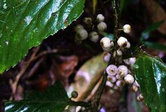 Maesa japonica