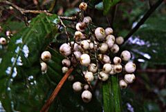 Maesa japonica