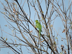 Psittacara holochlorus