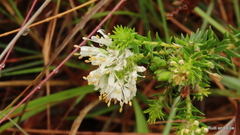 Agathosma stenopetala