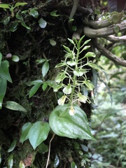 Liparis cordifolia