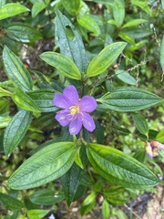 Melastoma