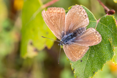 Plebejus argus