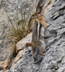 Callospermophilus lateralis certus