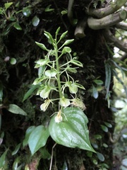 Liparis cordifolia