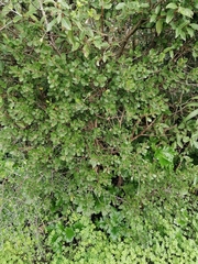 Phillyrea angustifolia