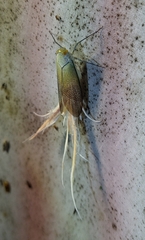 Pterodictya reticularis