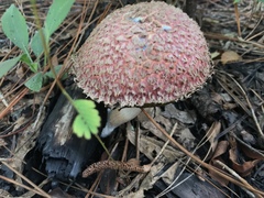 Boletellus ananas