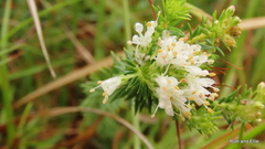 Agathosma stenopetala