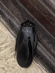 Minablatta bipustulata