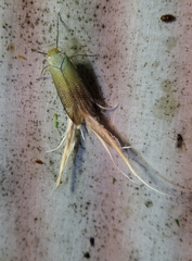 Pterodictya reticularis