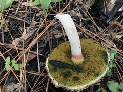 Boletellus ananas