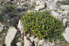 Euphorbia spinosa