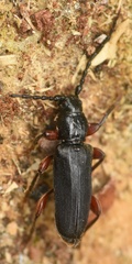 Tetropium castaneum