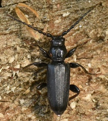 Tetropium castaneum