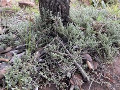 Selaginella dregei