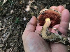 Caloboletus firmus