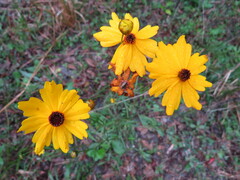 Coreopsis leavenworthii