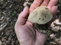 Caloboletus firmus