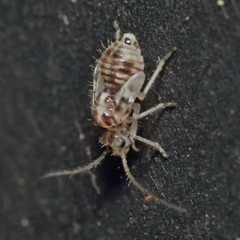 Teliapsocus conterminus