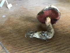 Caloboletus firmus