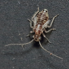 Teliapsocus conterminus