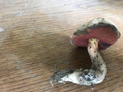 Caloboletus firmus