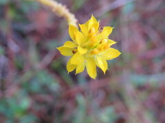 Polygala rugelii