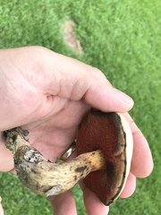 Caloboletus firmus