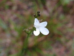 Buchnera floridana