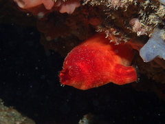 Halocynthia papillosa