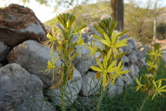 Asphodeline lutea