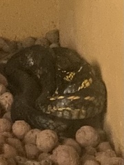 Spilotes pullatus