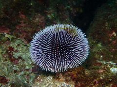 Sphaerechinus granularis