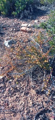Crassula subaphylla subaphylla