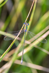Lestes virens