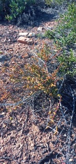 Crassula subaphylla subaphylla