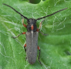 Phytoecia pustulata